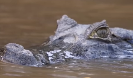 Jacaré tem a água como habitat natural