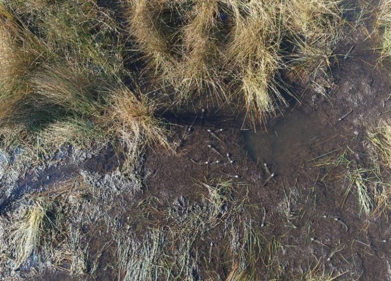 ninhada de jacaré-do-papo-amarelo foi vista em Palhoça, na Grande Florianópolis