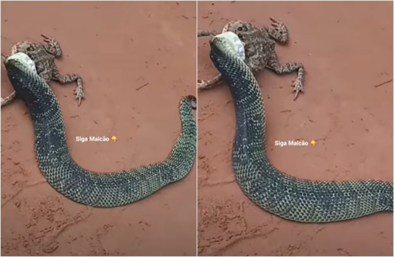 Jararaca achatadeira tentou almo&ccedil;ar sapo. – Foto: Internet/ND