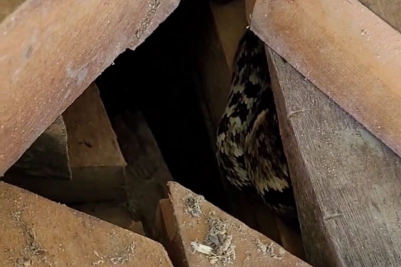 Jararaca imensa encontrada em Jaraguá