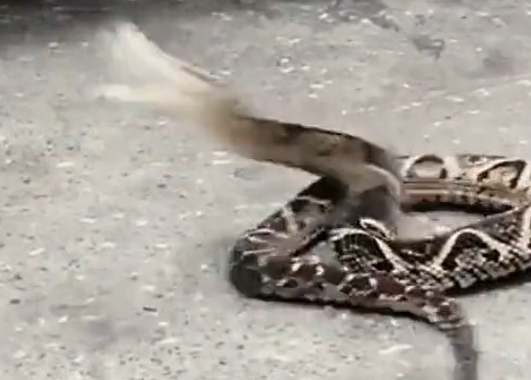 Jararacuçu mostra a força do seu bote