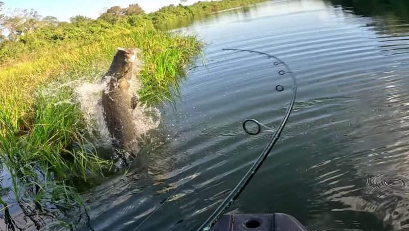 Pirarucu salta e tamanho impressiona pescador