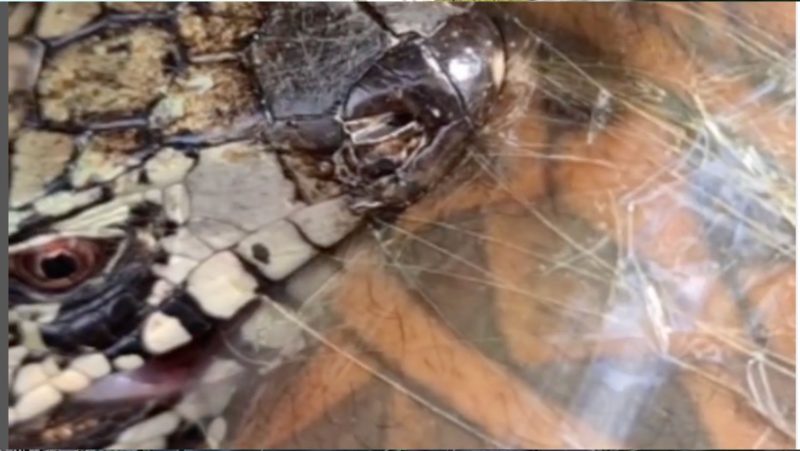 Teiú abocanha braço de ambientalista