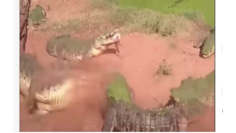 Crocodilo janta pata de amigo com giro mortal