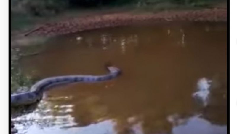 Sucuri seguiu seu caminho até a represa, mas assustou pescadores