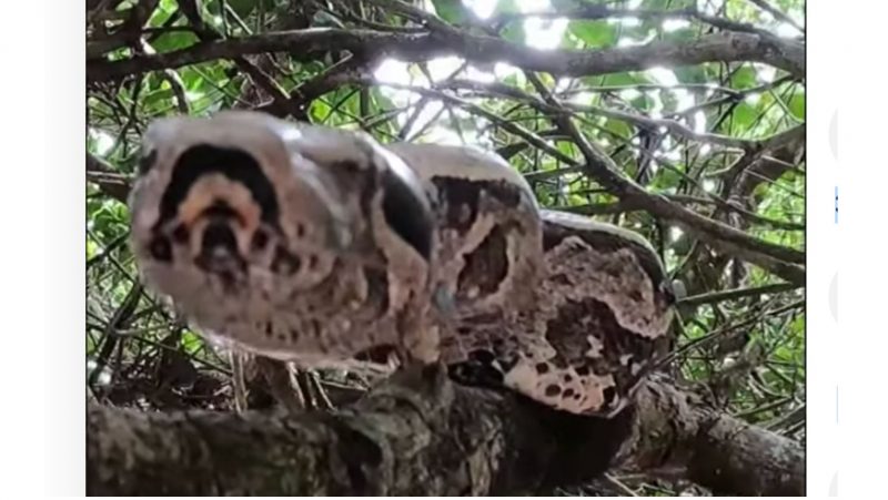 Jiboia sorrateira estava em silêncio, acima da cabeça dos pescadores