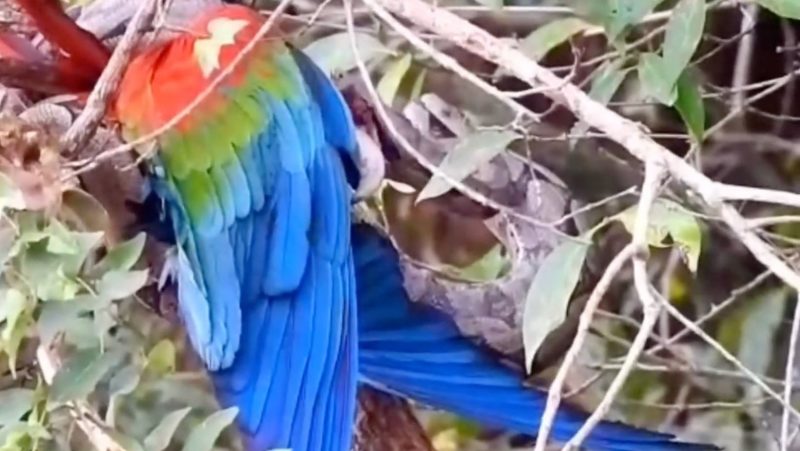 Jiboia capturou arara em uma árvore