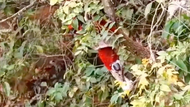 Jiboia não deu chance para a ave, diante de vários turistas