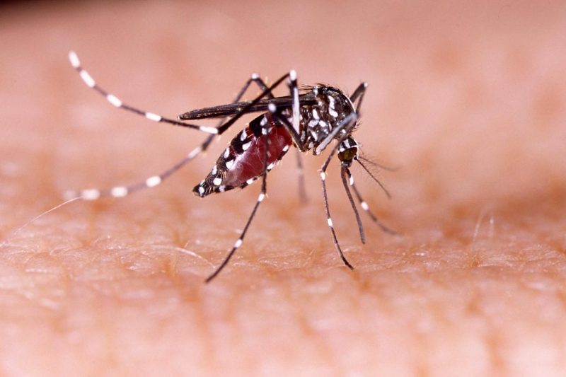 Mosquito da dengue pousando em pele humana ilustrando os casos de dengue em itajaí