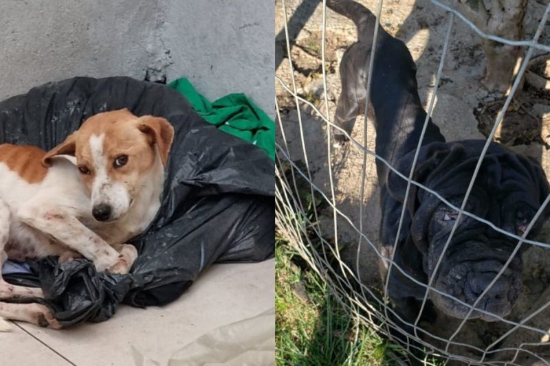 The dogs were found thin, without food or water - Photo: Civil Police/Disclosure/ND