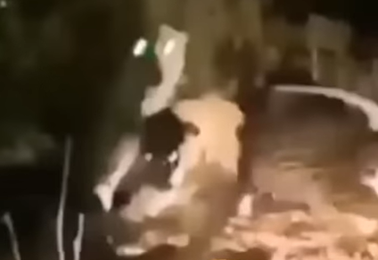 Leão acaba com amor entre leopardos