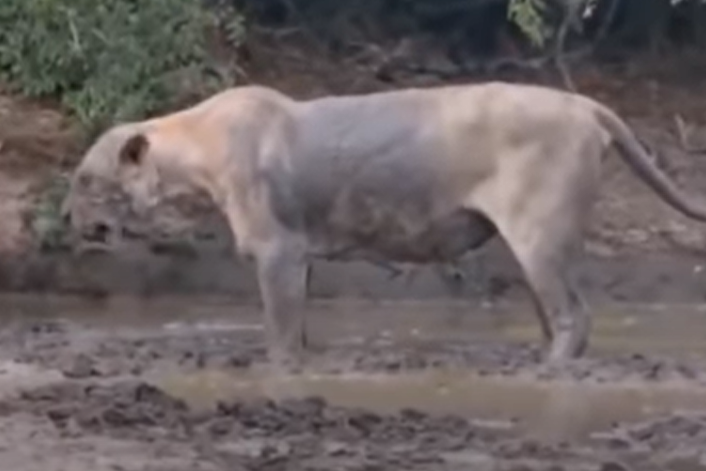 Leão é atacado por cobra venenosa