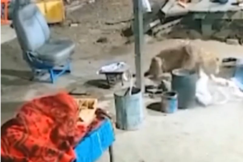 Leopardo faminto ataca caramelo 