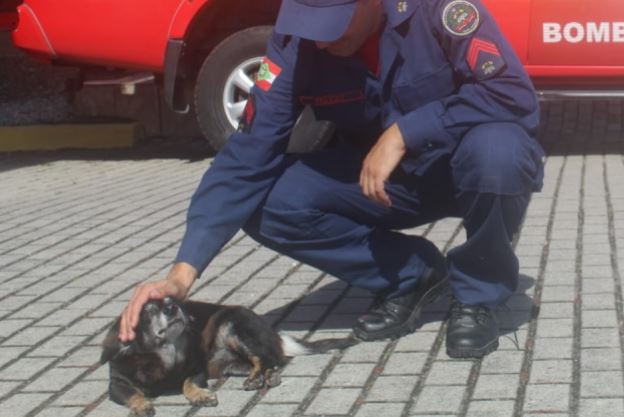 Lobinho é o cachorrinho adotado pelos bombeiros do quartel no Norte da Ilha e encanta pela história emocionante