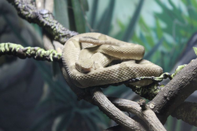 Ilha das Cobras: o que você não sabia sobre a ilha tomada por serpentes no  litoral brasileiro