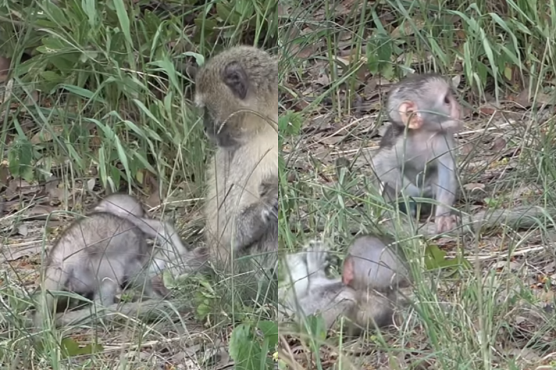 A cena é protagonizada um dois bebês macacos. 