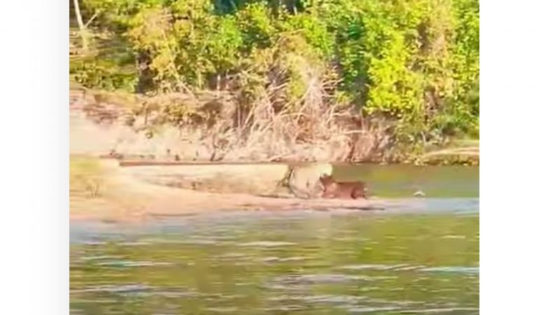 Onça puxa capivara para fora de rio em vídeo feito por turista