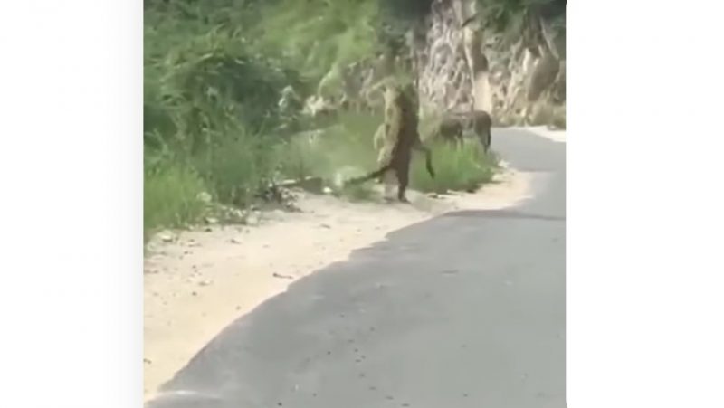 Jaguar salta sobre o burro, agarrando a presa na altura do pescoço