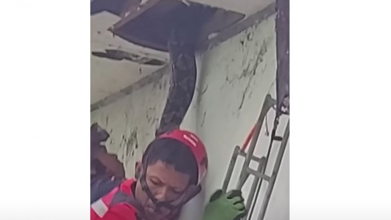 Cobra acabou puxando os dois homens para cima – Foto: Reprodu&ccedil;&atilde;o
