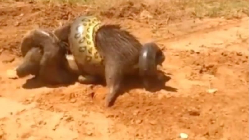 Capybara caught by an anaconda on the side of the road