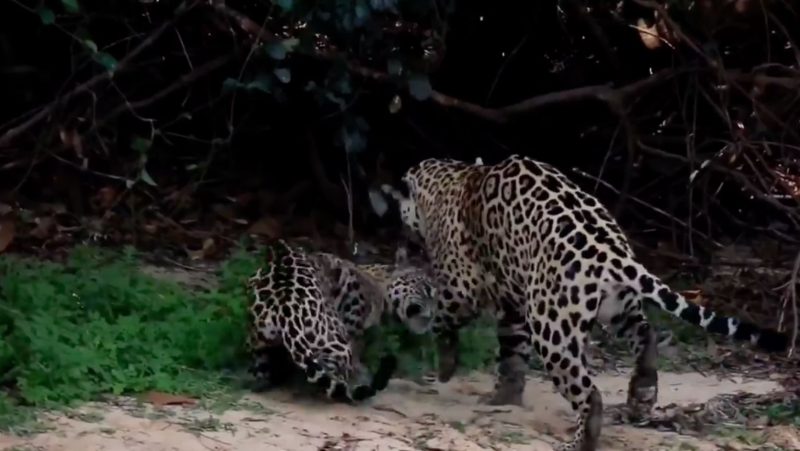 Onças flagradas por fotógrafo à beira de um rio no Mato Grosso