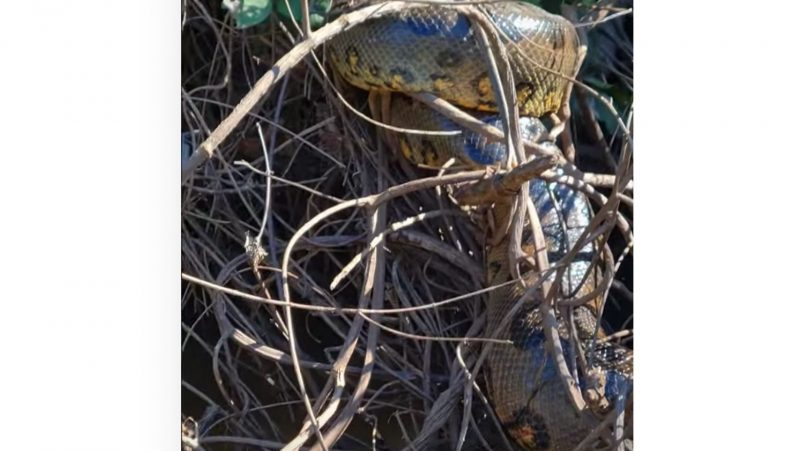 Sucuri se enrosca em gravetos para tomar sol e fica camuflada