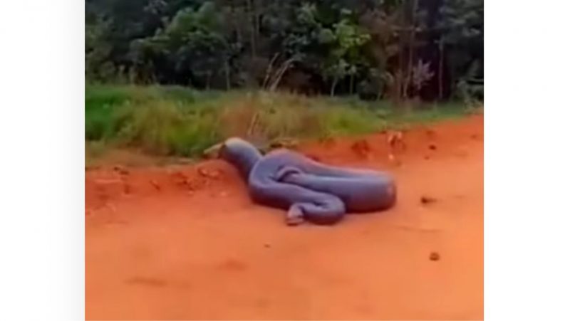 Sucuri enroscada, na beira da estrada, parece estar pronta para dar o bote