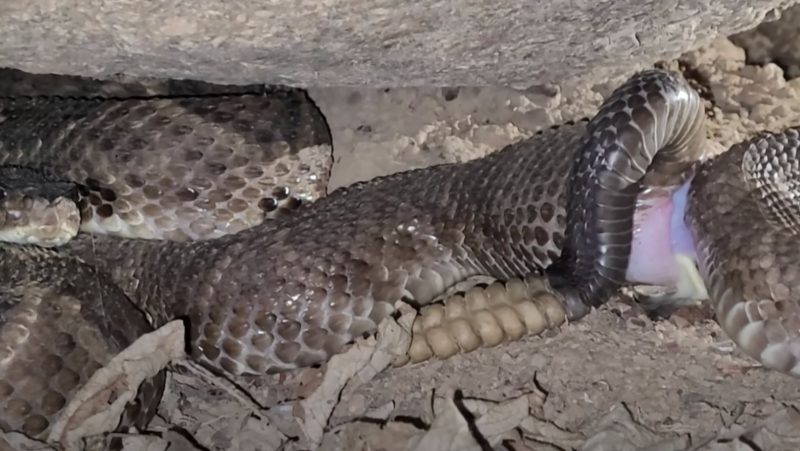 Cascavéis se enroscam durante acasalamento