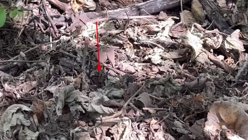 Ambientalista marcou com uma seta vermelha o local onde aparece a cabe&ccedil;a da serpente – Foto: Reprodu&ccedil;&atilde;o