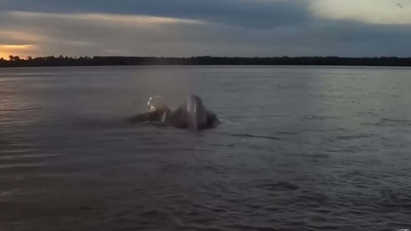 Pescador flagra dorso do animal aparecendo à superfície do rio Madeira