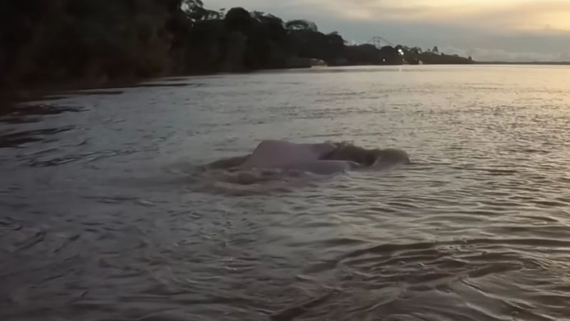 Dorso apareceu e assustou o caiaqueiro – Foto: Reprodu&ccedil;&atilde;o