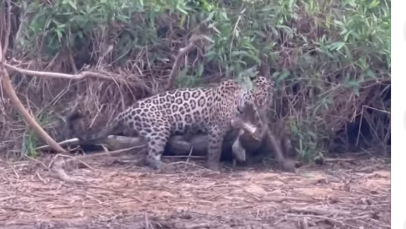 Felino &eacute; o maior predador das Am&eacute;ricas – Foto: Reprodu&ccedil;&atilde;o