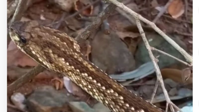 Cascavel deu susto em turistas ao aparecer do nada, em uma trilha