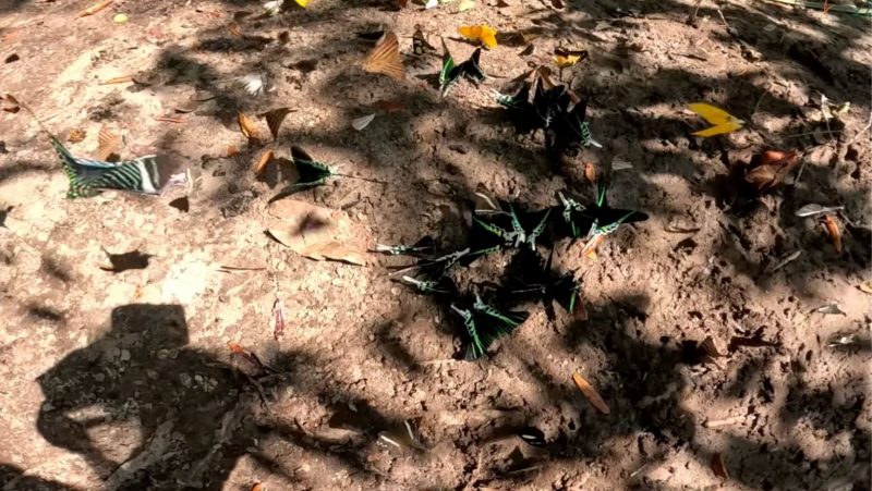 Carniça teria chamado atenção de borboletas, causando revoada