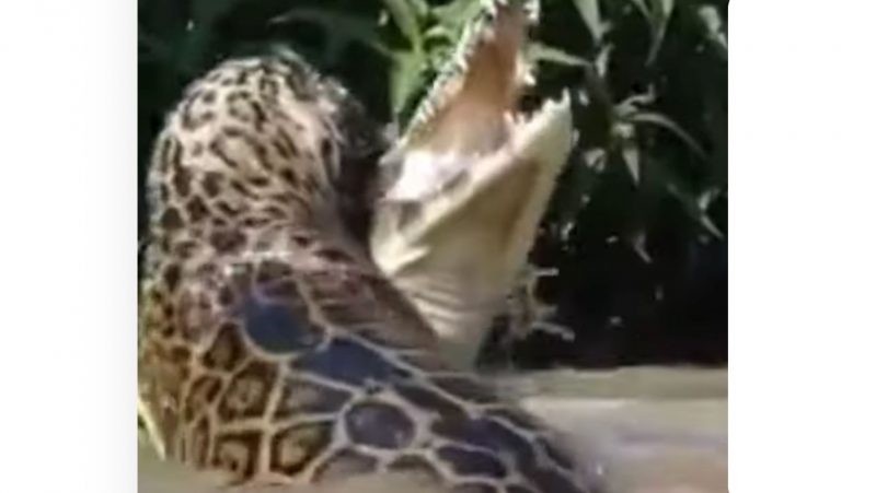 Jacaré recebe o golpe fatal da onça, desempatando o jogo