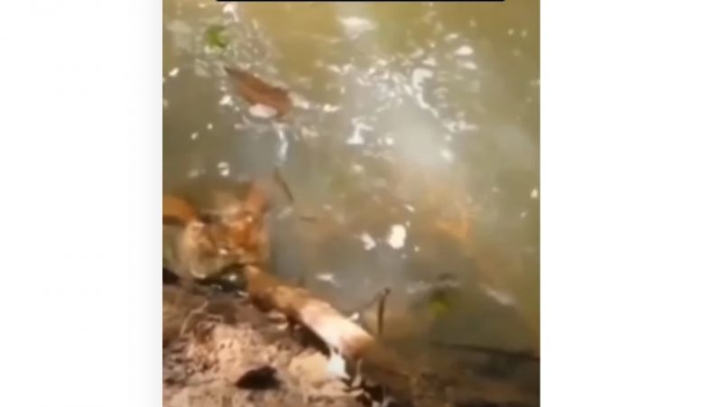Sucuri submersa é alvo de curioso, que usa um pedaço de pau para tocar sua cabeça