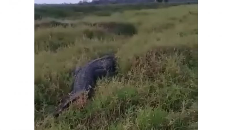 Jacaré estava no meio da mata sossegado