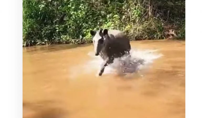 Anta correndo dentro de rio, fugindo de predador