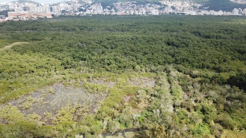 Manguezal do Itacorubi em Florianópolis