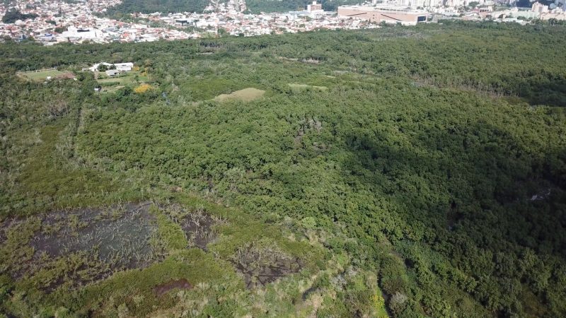 Manguezal do Itacorubi, em Florian&oacute;polis, &eacute; o segundo maior manguezal urbano do Brasil parte dele termina pr&oacute;ximo &agrave; avenida Madre Benvenuta- Foto: Manguezal do Itacorubi – PMF (2)