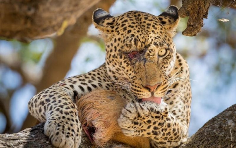 Leopardo tem um olho só e mesmo assim consegue recompensa para o almoço