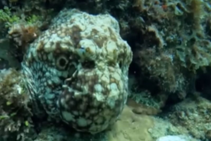 Suposto monstro alienígena é um polvo