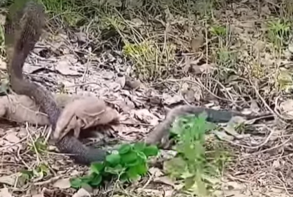 Batalha entre naja e lagarto