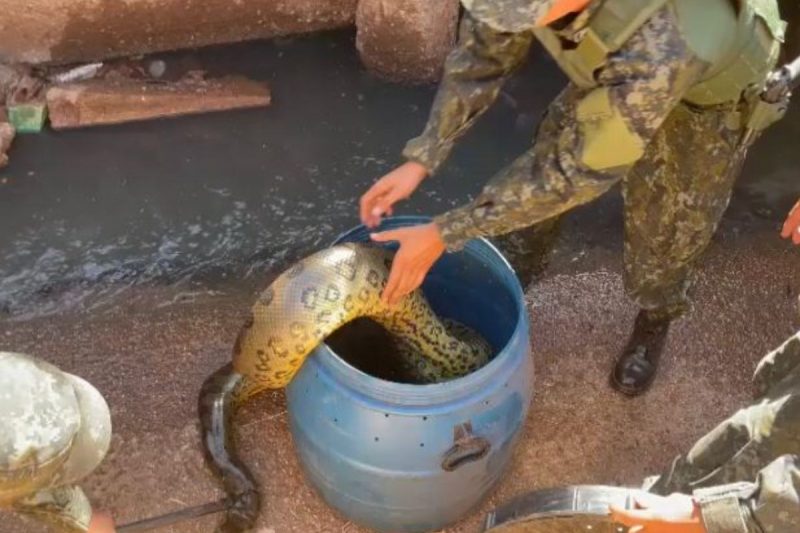 Sucuri sendo colocada dentro do barril durante resgate