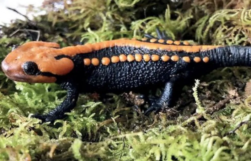 anfíbio foi encontrado no Vietnã