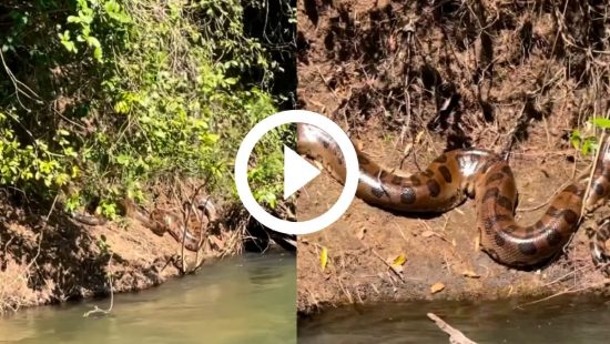 Eufórico, homem ergue tapume para pegar cobra atentada: 'Oh, meu Deus