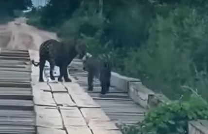 Onça e filhote aparecem em ponte