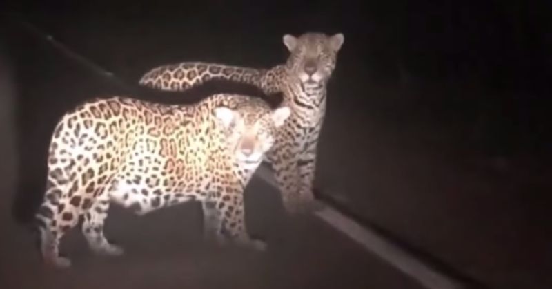 Animais foram vistos atravessando rodovia – Foto: Bi&oacute;logo Henrique/Reprodu&ccedil;&atilde;o/ND