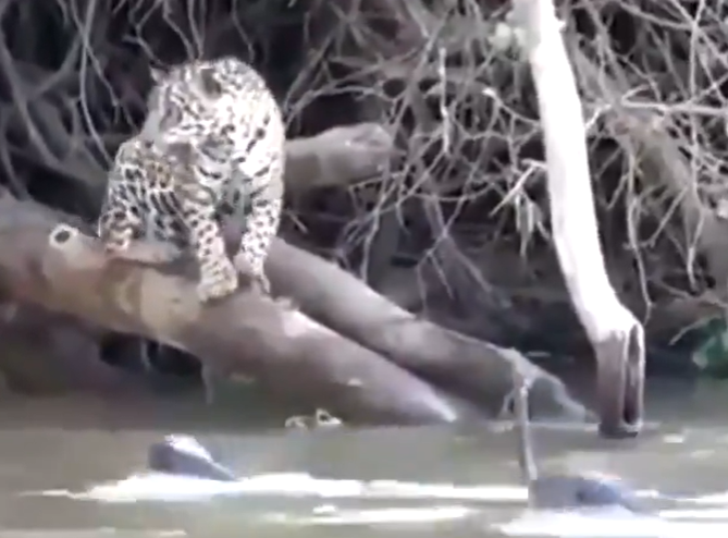 On&ccedil;a corre ap&oacute;s ser encurralada por ariranhas – Foto: Internet