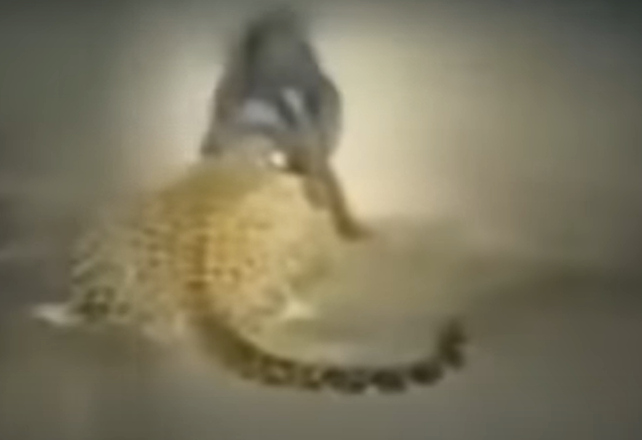 Cachorro ataca leopardo
